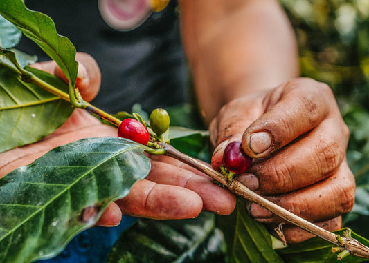 High Five! From the coffee picker's hands to yours