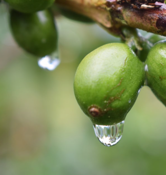 A World of Speciality Coffee : South America (Part 1)