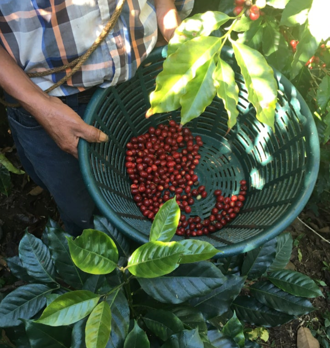 A world of speciality coffee : Central America (Part 2)