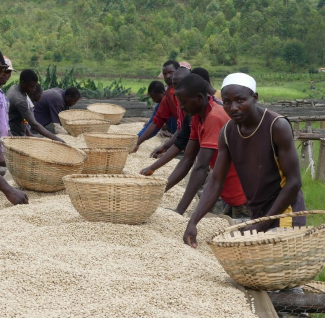 A World of Speciality Coffee : Africa (Part 3)