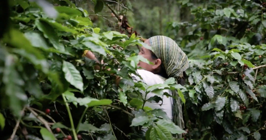 5 documentales sobre café para disfrutar en casa.