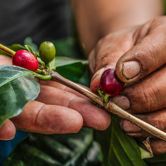 Cafés de temporada: La magia de cada estación