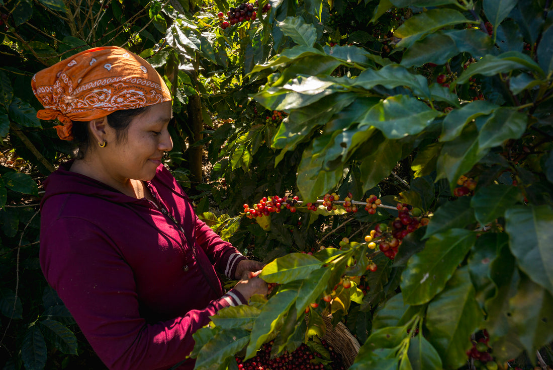 El viaje de Valle de Oro Washed: De la finca a tu taza