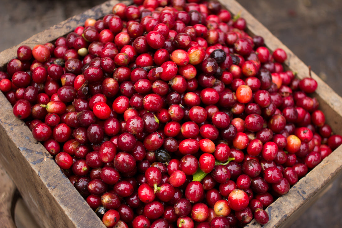 Specialty coffee: the value chain that makes coffee special