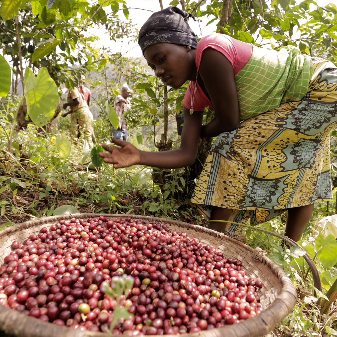 La trazabilidad en el mundo del café de especialidad