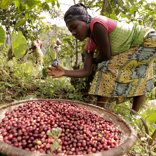 La trazabilidad en el mundo del café de especialidad