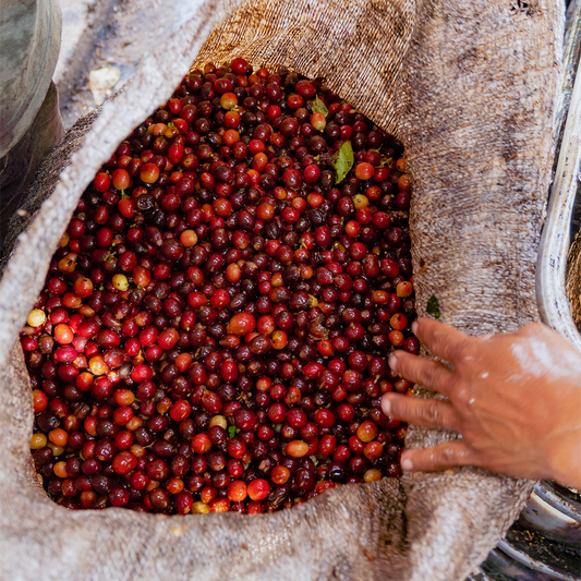 Café Arábica y Robusta. ¿En qué se diferencian?