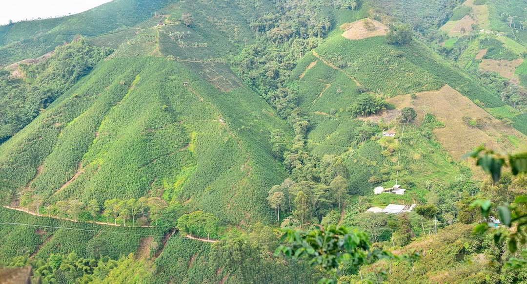Huila Decaf