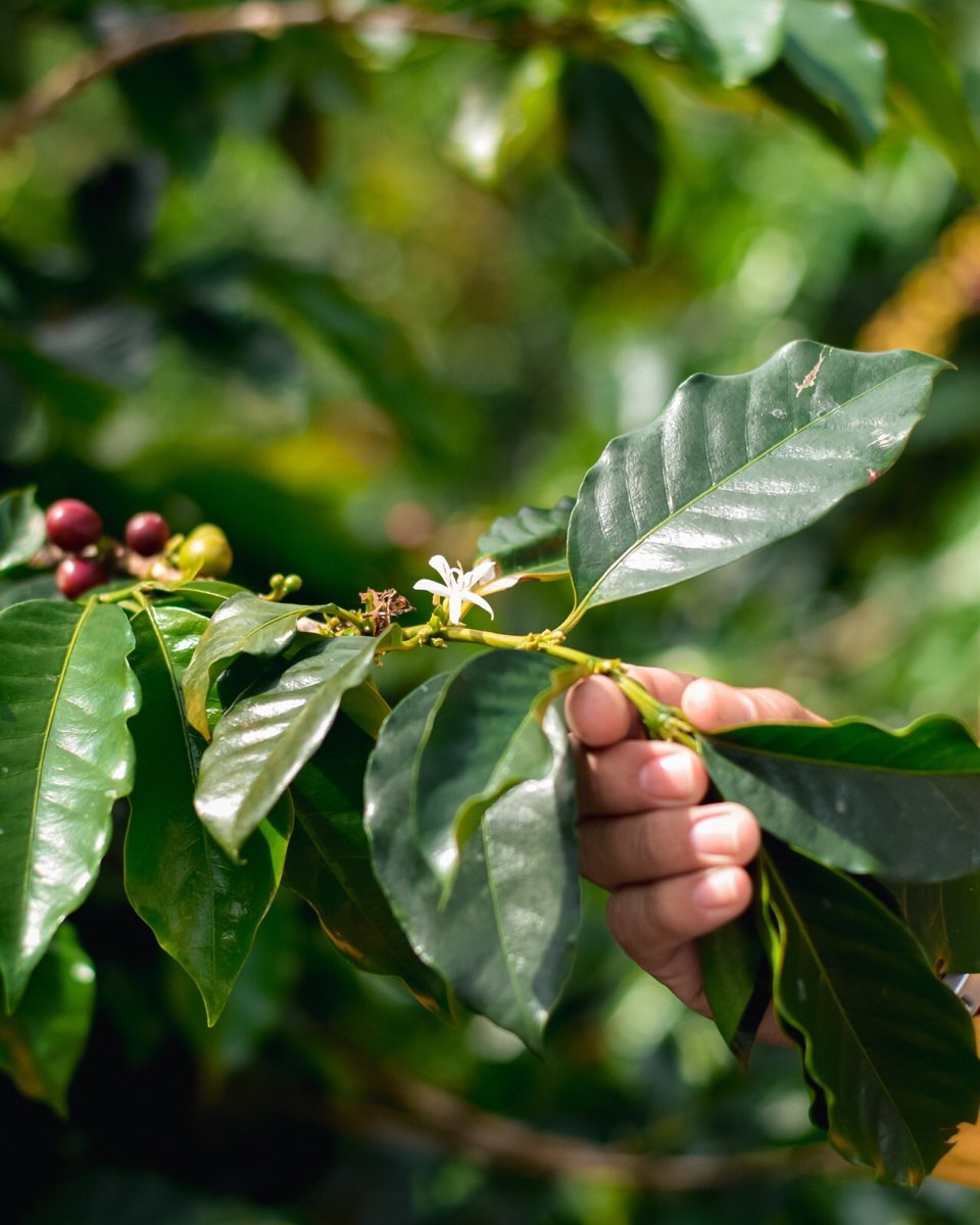 Huila Decaf