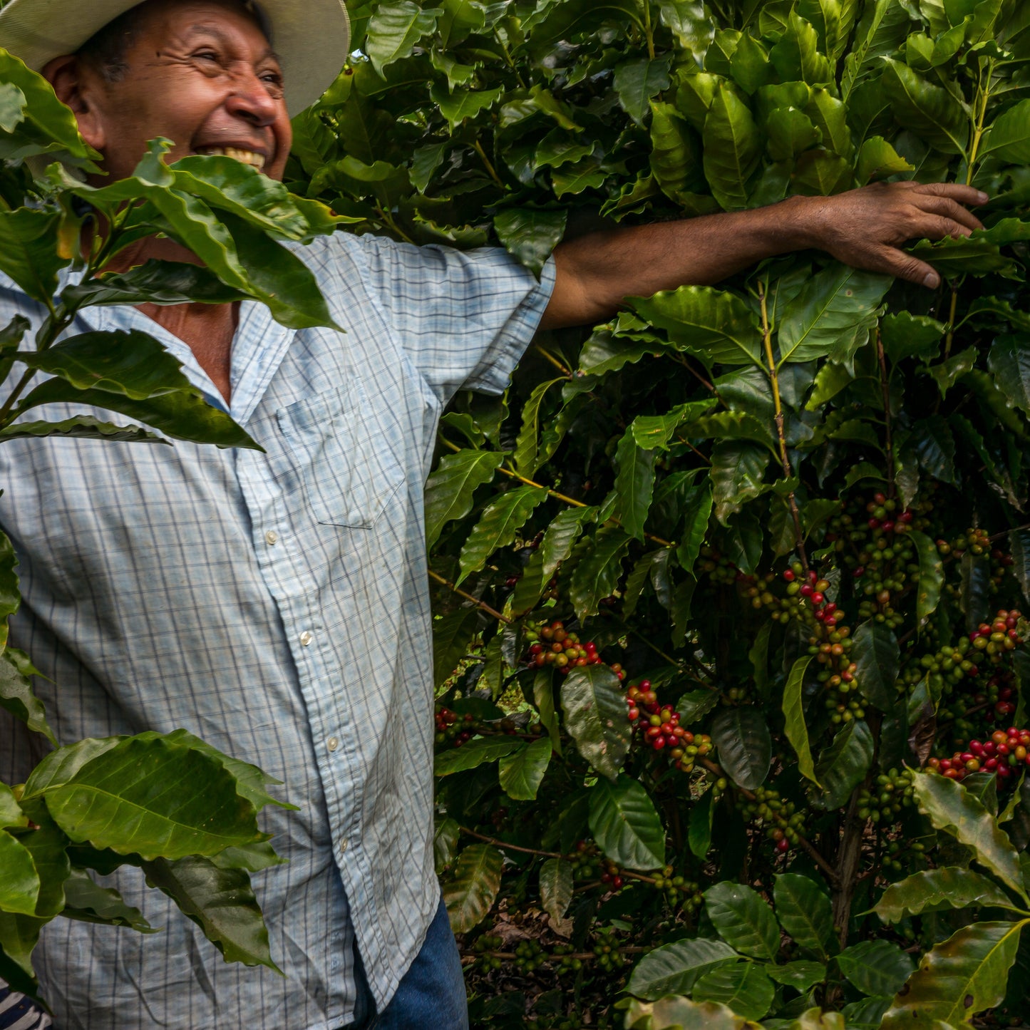 Pack Christmas Latte