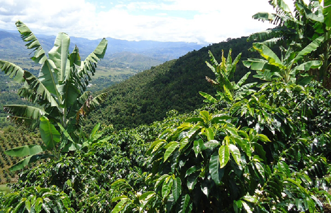 Risaralda Decaf