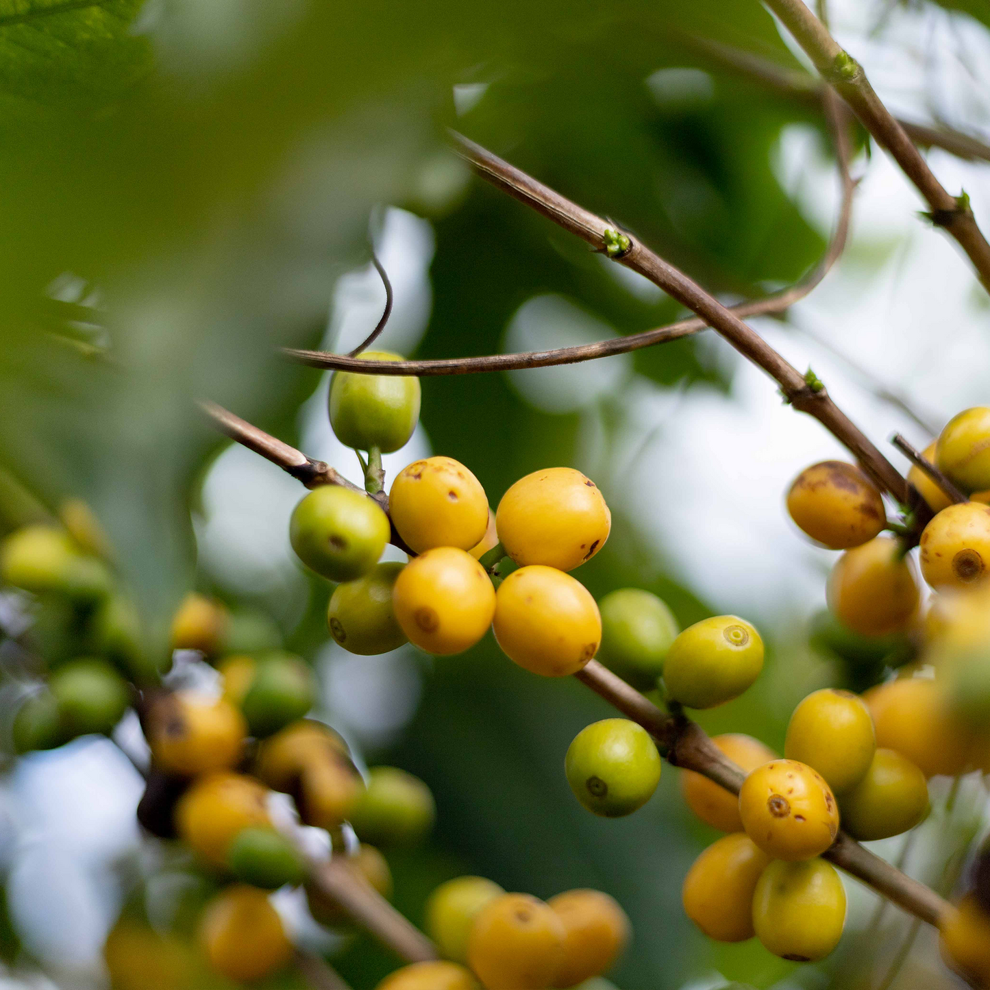 Coffee & Chocolate Pack