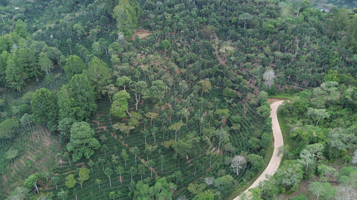 El Jardín