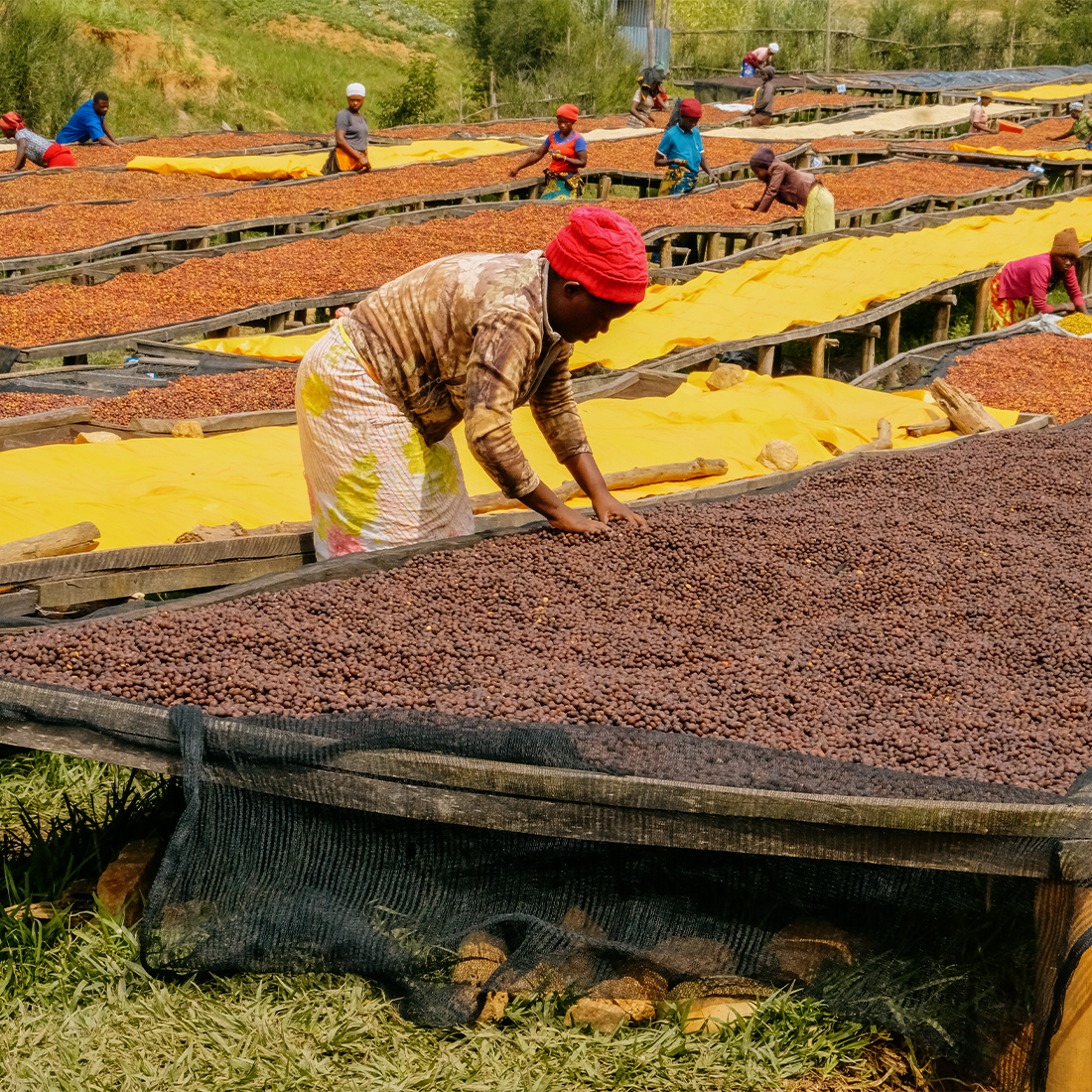 De la finca a la taza: El legado de las mujeres en la industria del café