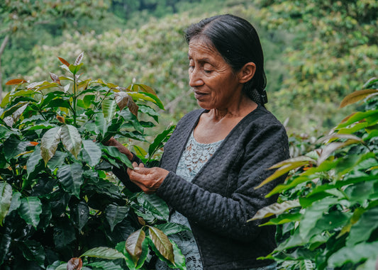Inspira inclusión: El papel de las mujeres en la industria del café