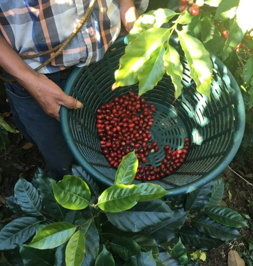Un mundo de café de especialidad : Centroamérica (2ª parte)
