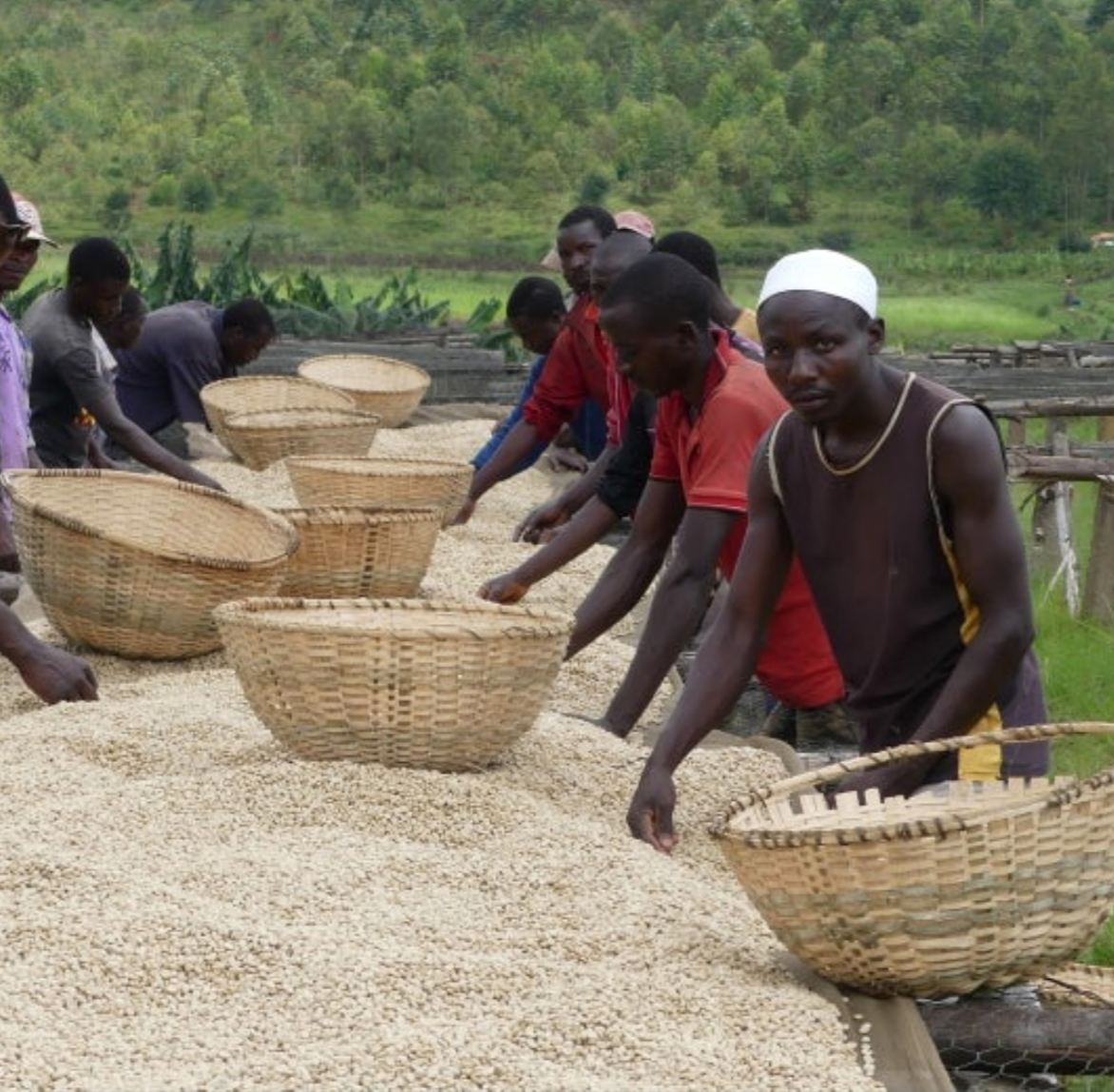 Un mundo de café de especialidad : África (3ª Parte)