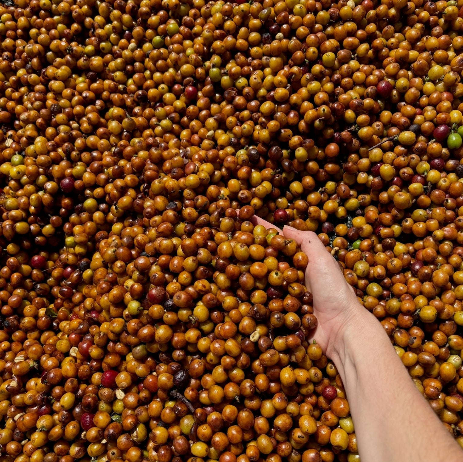 El Valor Real de la Innovación y las Relaciones Directas en la Industria del Café de Especialidad