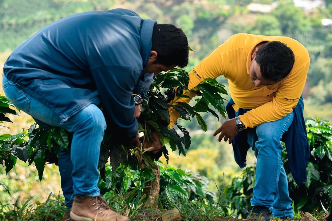 Huila Decaf