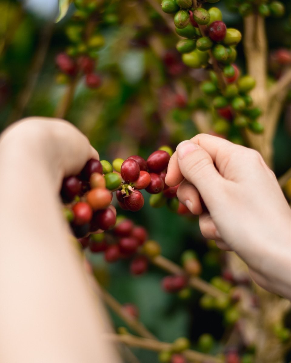 Huila Decaf