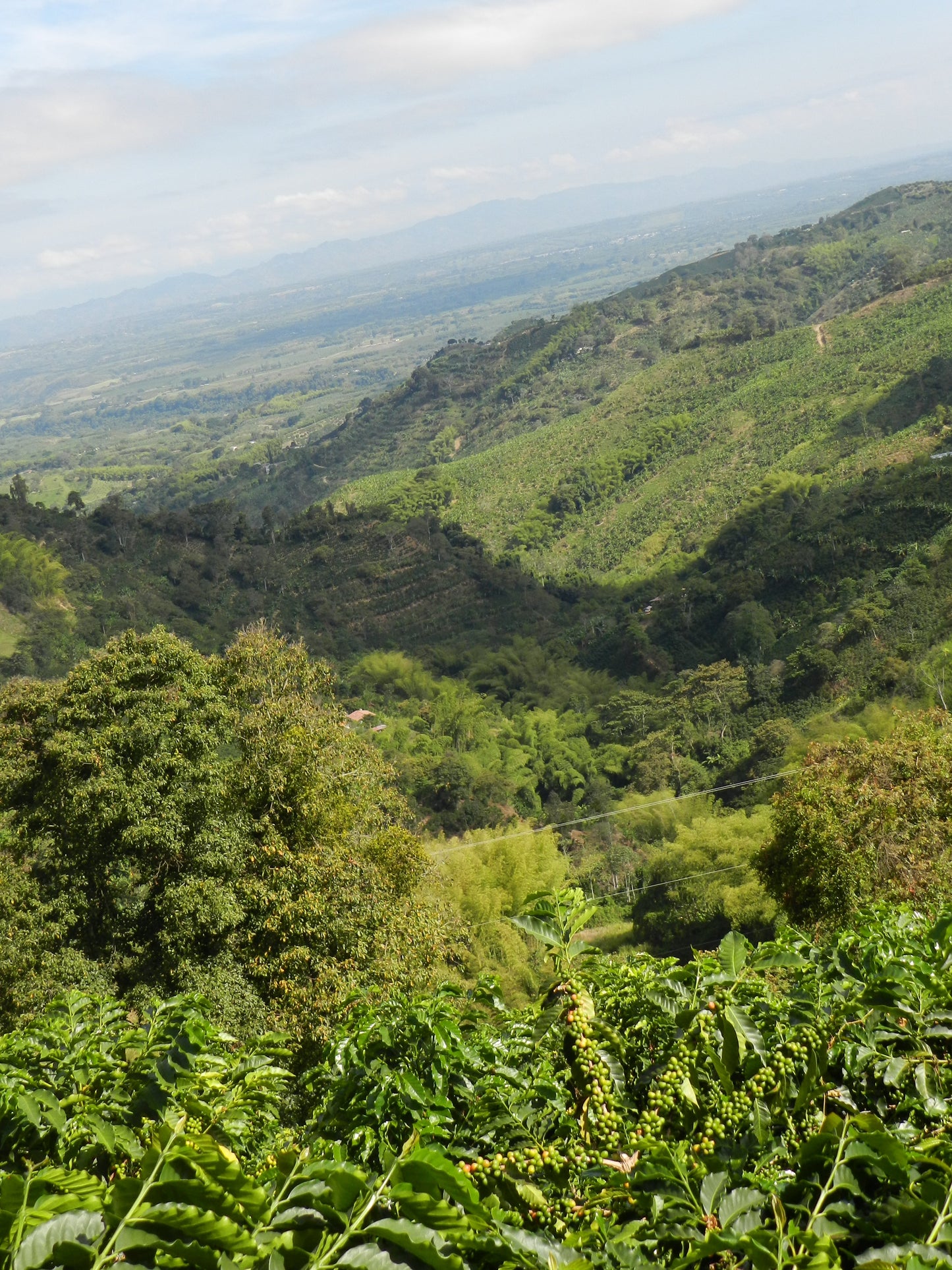 Popayan Decaf