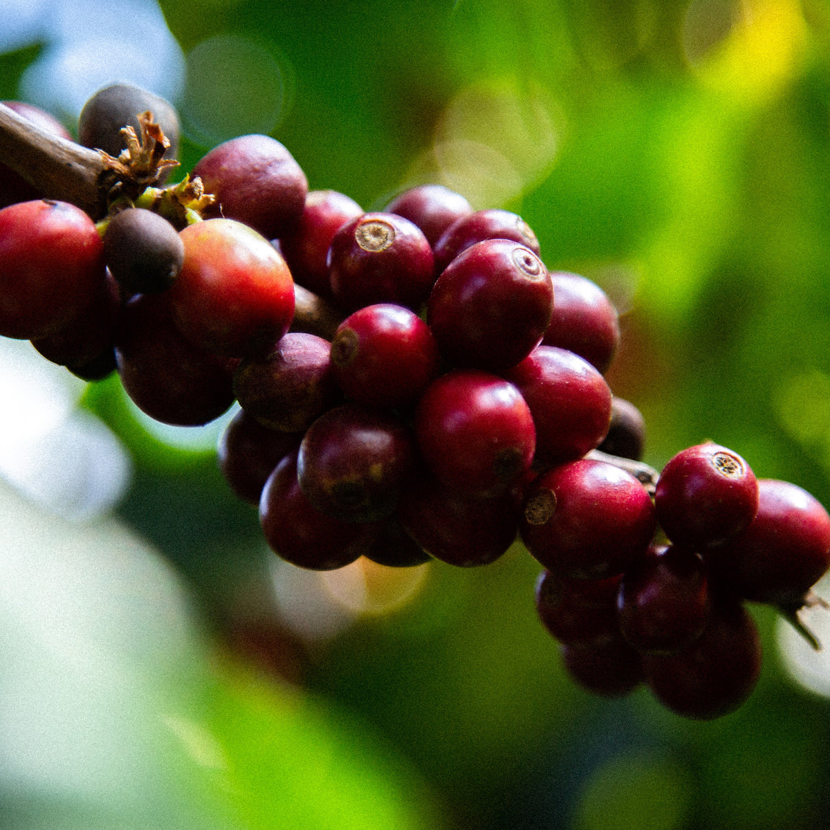 Huehue Peaberry