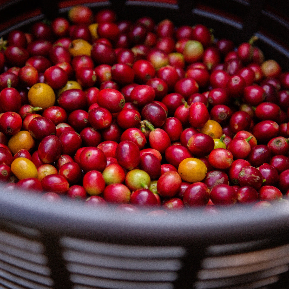 Huehue Peaberry